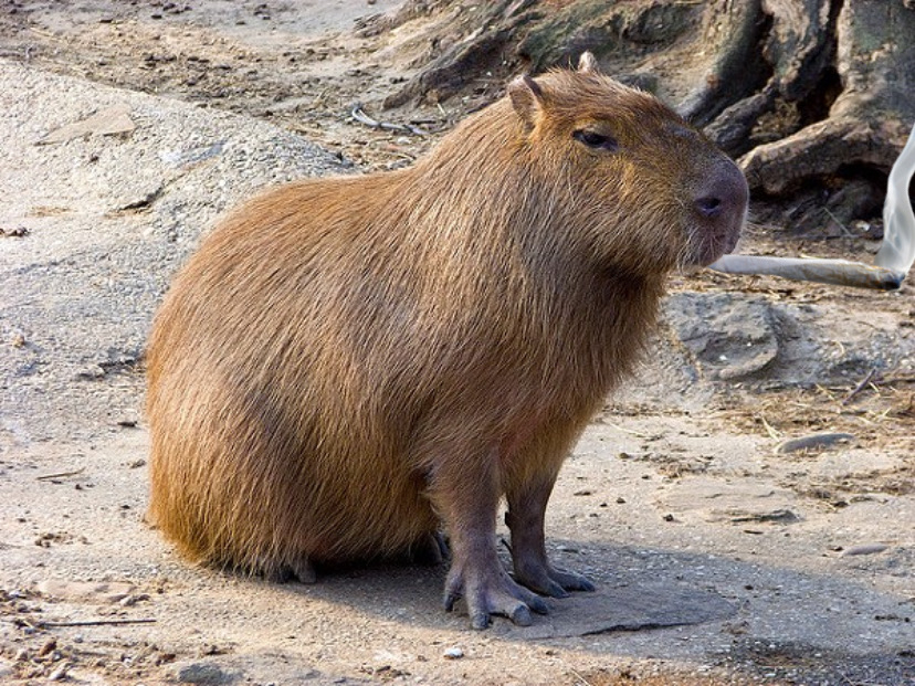 Cadibara: The Complete Guide to the World’s Friendliest Animal